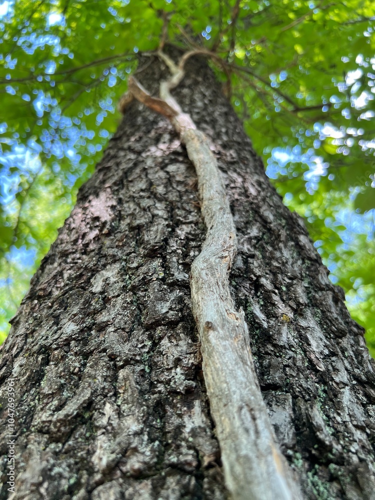 Vine on Tree Vine on Tree
