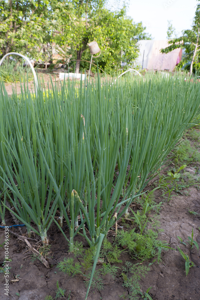Onion plant from an organic onion bed. onion crop grown in an agricultural field or farm.