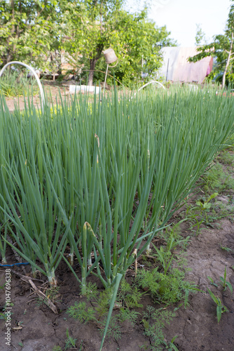 Obraz na płótnie Onion plant from an organic onion bed. onion crop grown in an agricultural field or farm. w salonie
