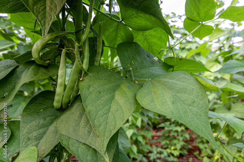 Organic green beans on the branch in the greenhouse of an organic farm.
