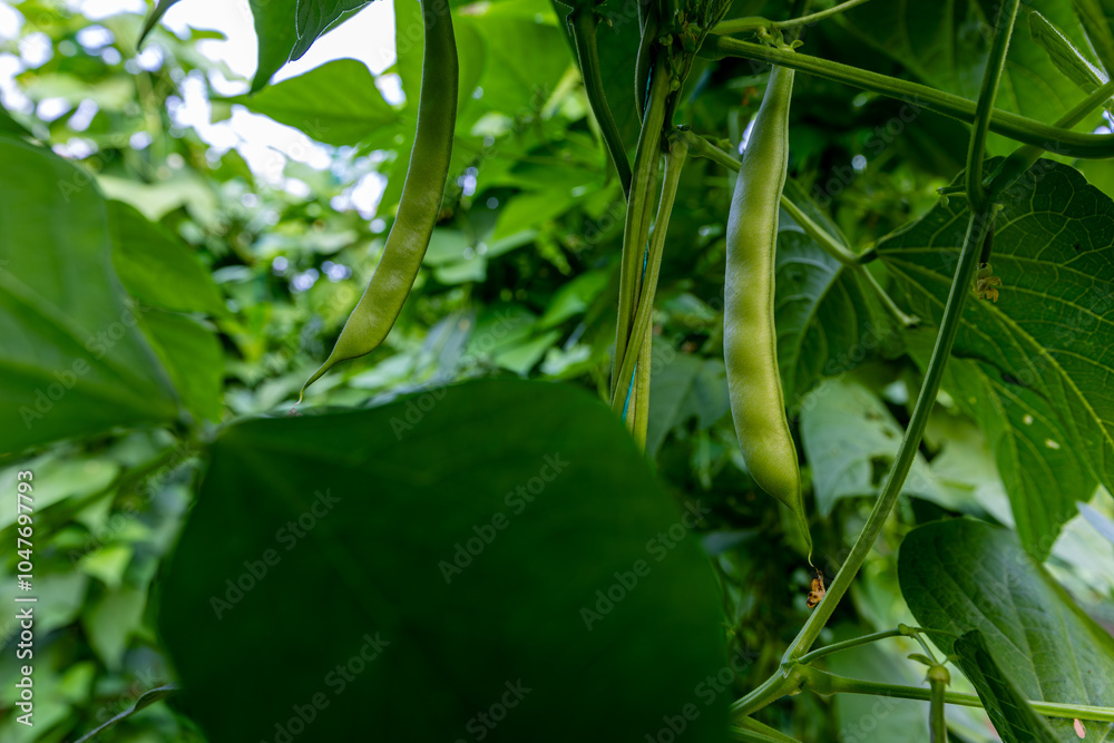 Organic green beans on the branch in the greenhouse of an organic farm.