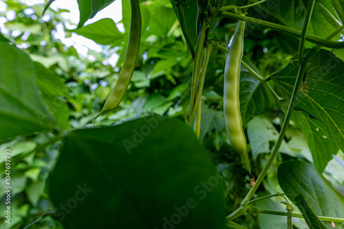 Obraz na płótnie Organic green beans on the branch in the greenhouse of an organic farm. w salonie