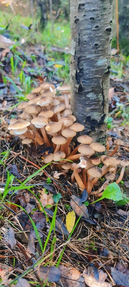 groups of honey mushrooms grow in nature