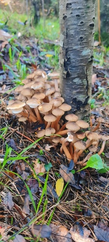 Obraz na płótnie groups of honey mushrooms grow in nature w salonie