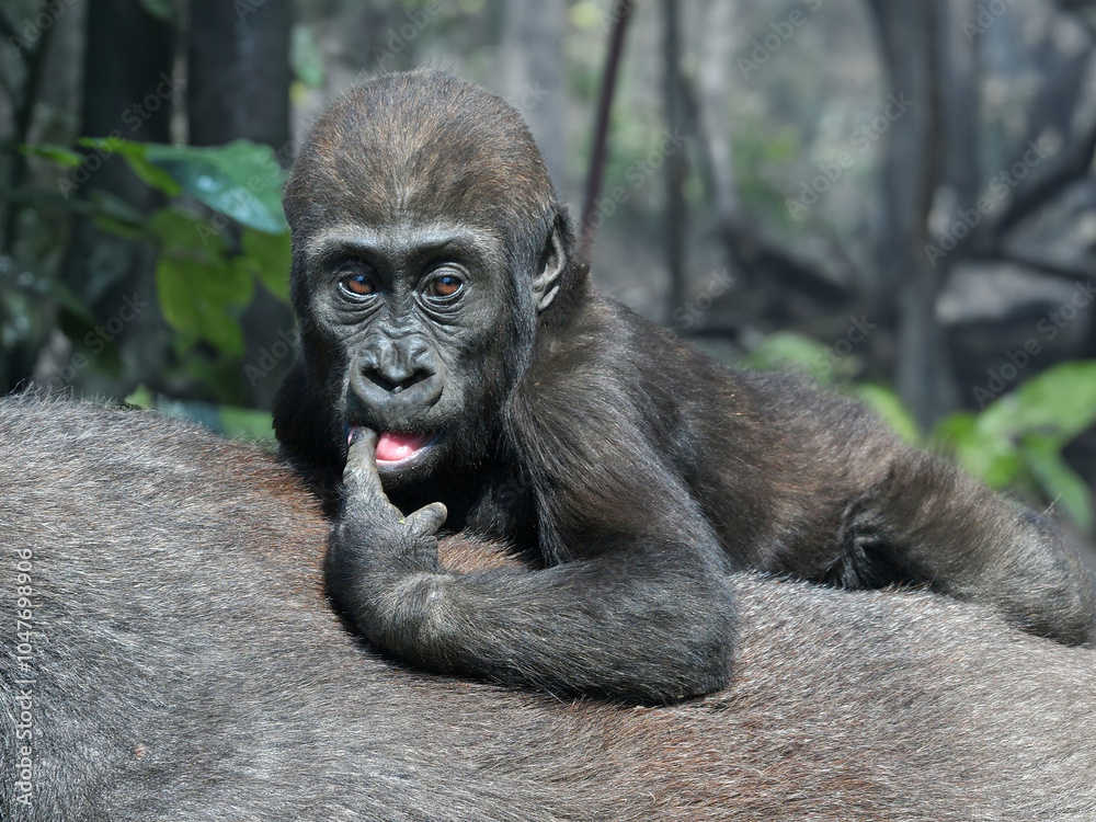 Western Lowland Gorilla close up
