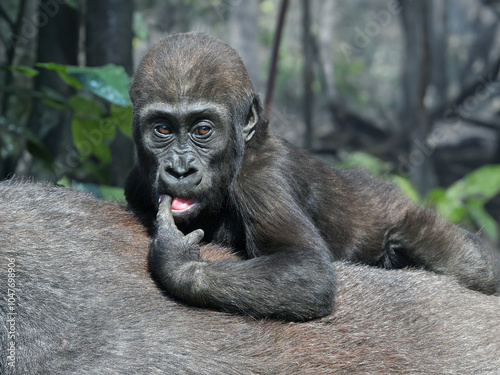 Obraz na płótnie Western Lowland Gorilla close up w salonie