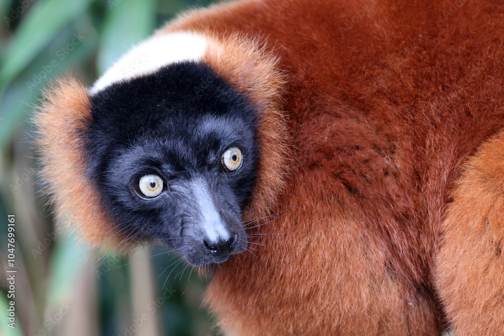 The red ruffed lemur (Varecia rubra)