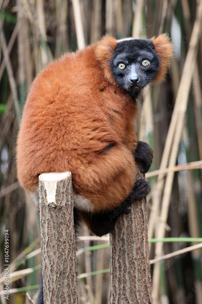 Naklejka premium The red ruffed lemur (Varecia rubra)