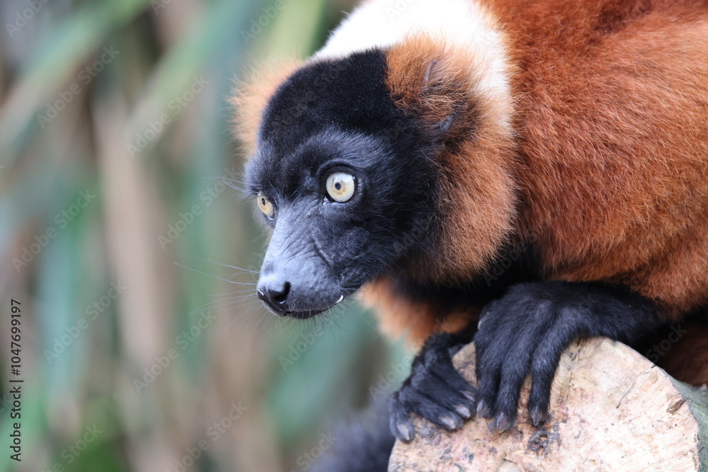 The red ruffed lemur (Varecia rubra)