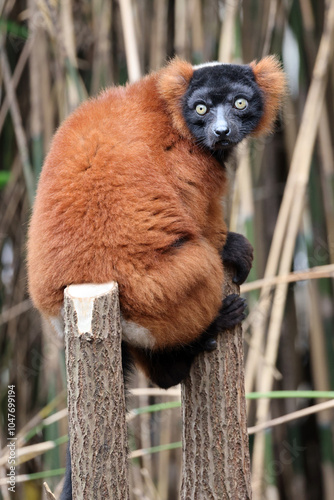 Obraz na płótnie The red ruffed lemur (Varecia rubra) w salonie