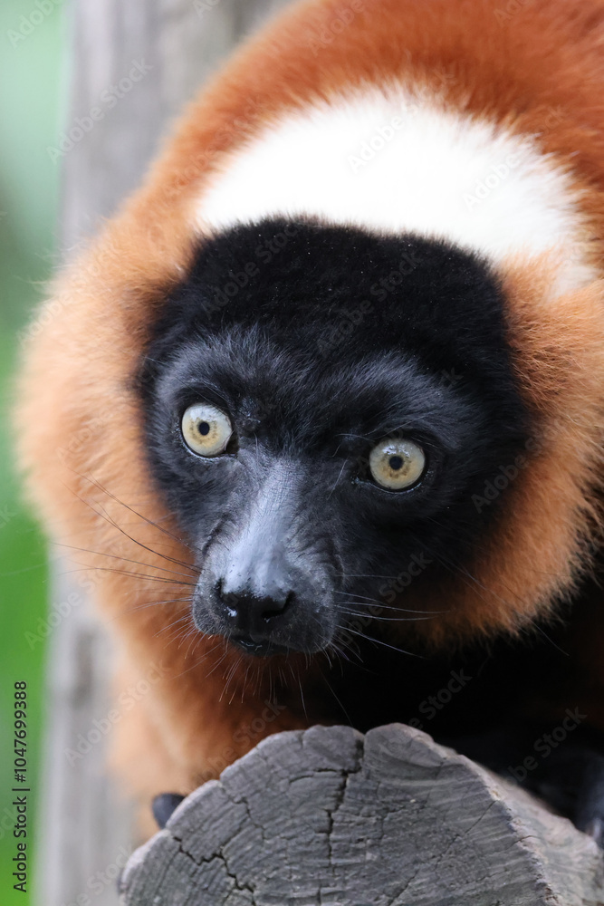 The red ruffed lemur (Varecia rubra)