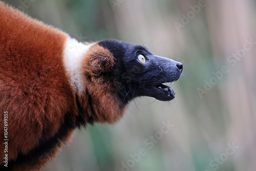 Obraz na płótnie The red ruffed lemur (Varecia rubra) w salonie