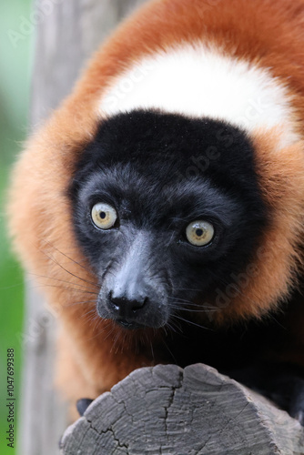 Obraz na płótnie The red ruffed lemur (Varecia rubra) w salonie