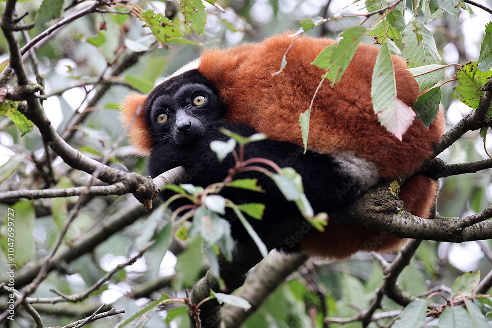 The red ruffed lemur (Varecia rubra)