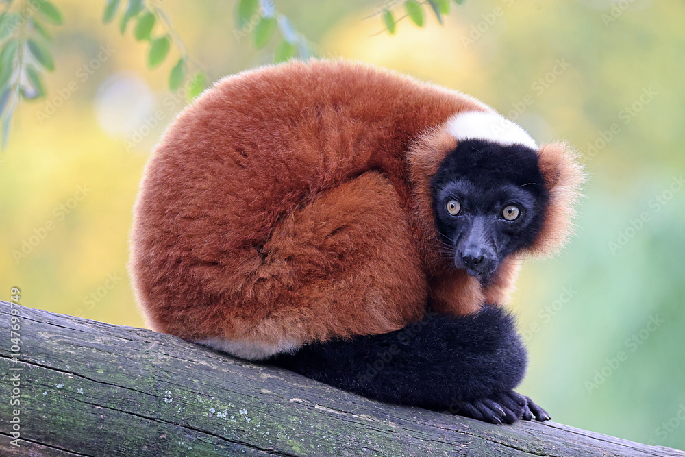 Naklejka premium The red ruffed lemur (Varecia rubra)