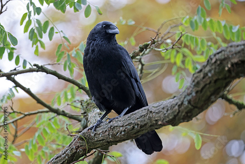 Obraz na płótnie black crow sitting on tree branch autumn forest background. w salonie
