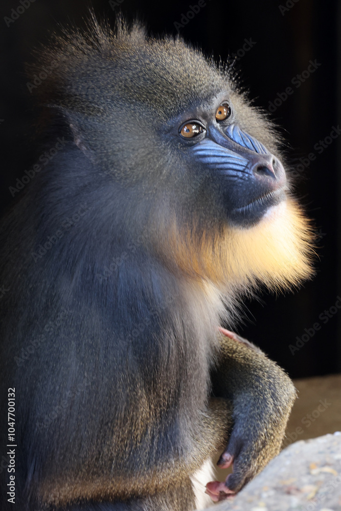 Obraz premium Mandrill (Mandrillus sphinx) close up on blurred background