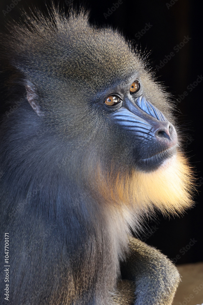 Mandrill (Mandrillus sphinx) close up on blurred background