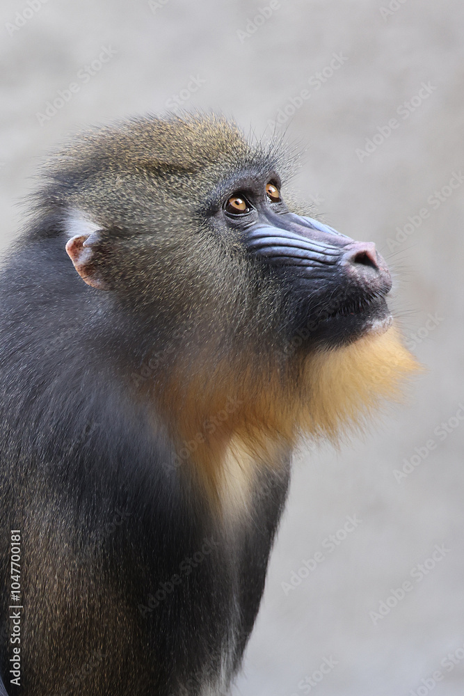 Mandrill (Mandrillus sphinx) close up on blurred background