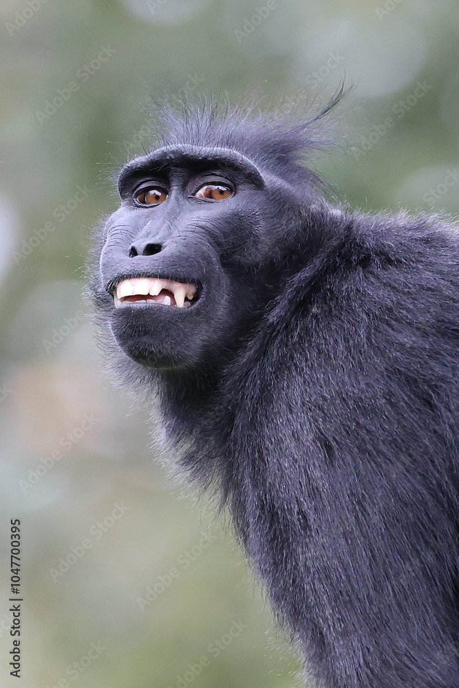 Crested Macaque (Macaca Nigra) close up