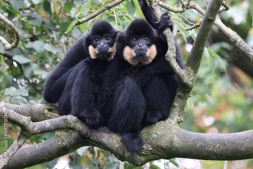Obraz na płótnie Gibbon (Nomascus gabriellae) monkeys sitting on tree w salonie