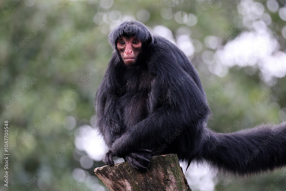 The red-faced spider monkey (Ateles paniscus) monkey close up