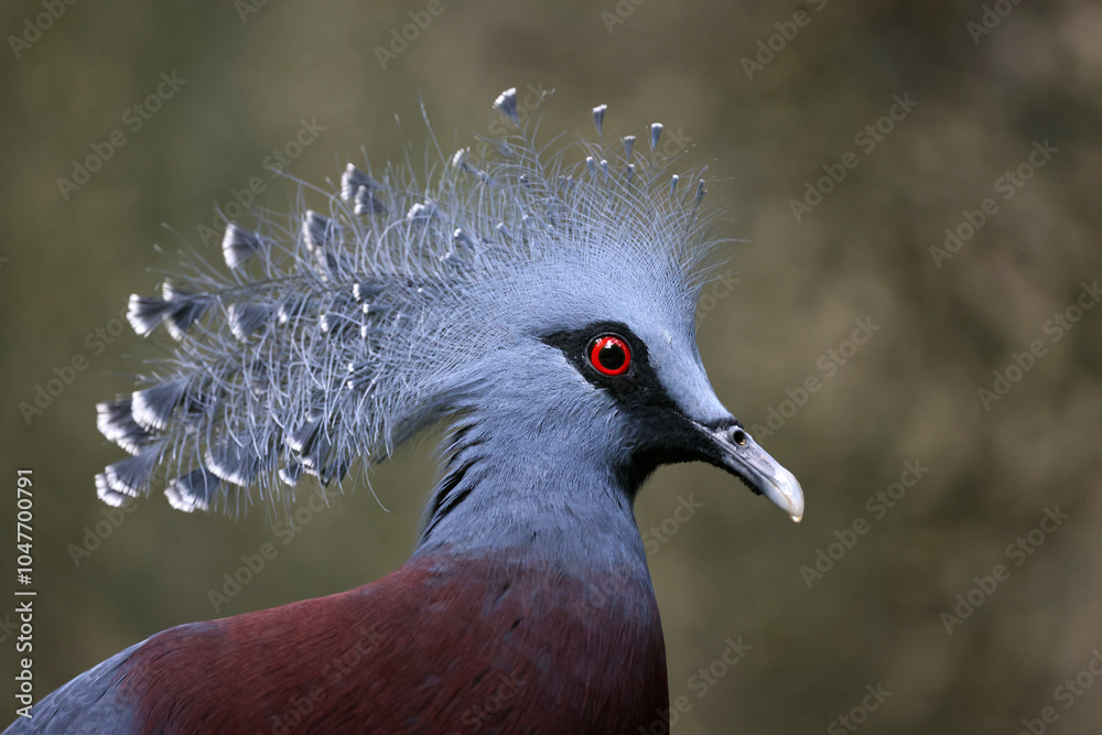 Goura cristata beautiful bird close up