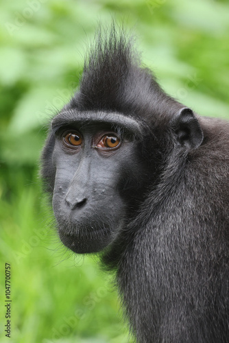 Obraz na płótnie Crested Macaque (Macaca Nigra) close up w salonie