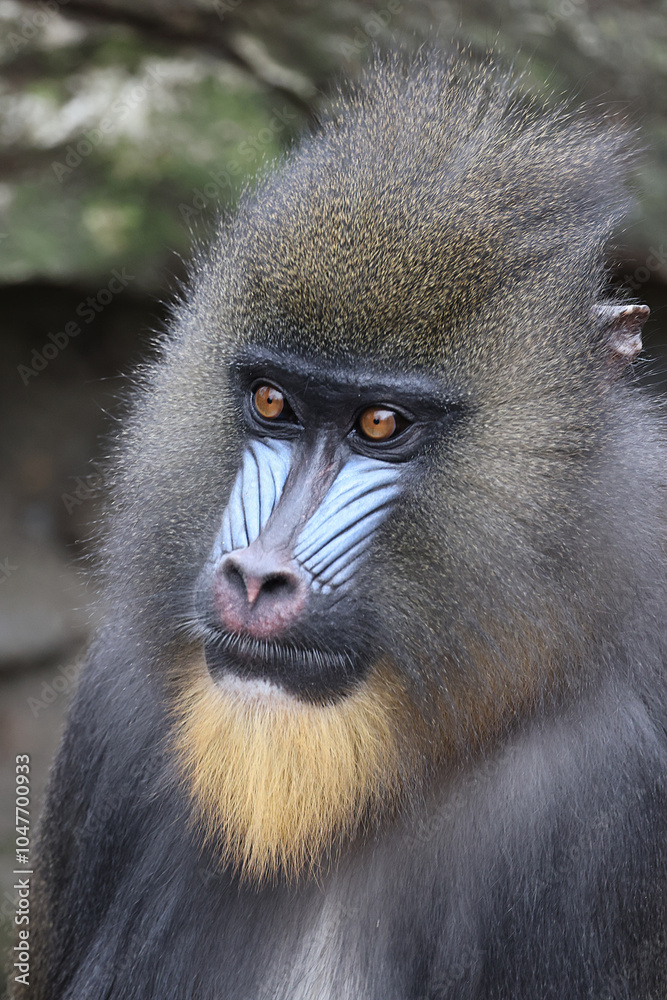 Mandrill (Mandrillus sphinx) close up on blurred background