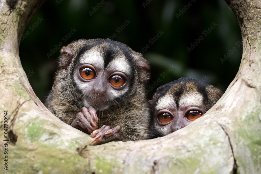 cute Aotus trivirgatus close up