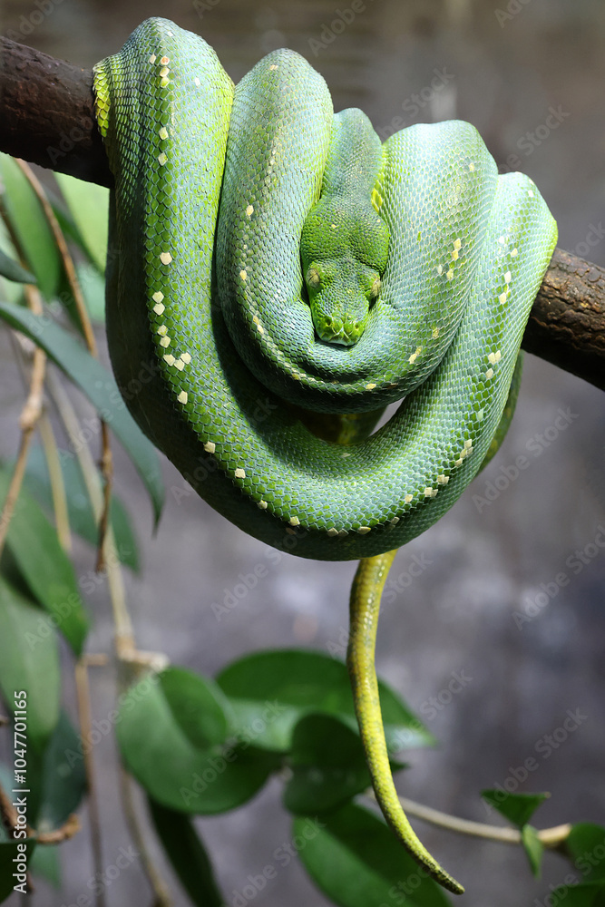 The green tree python (Morelia viridis)