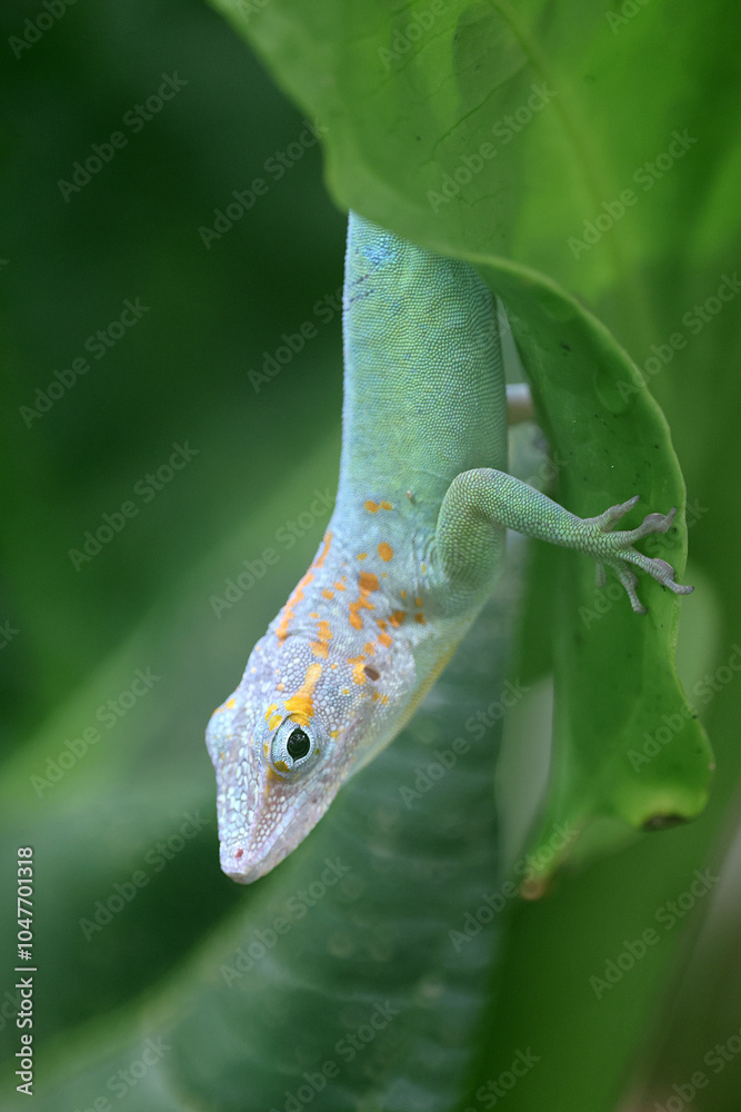 Anolis marmoratus close up on branch