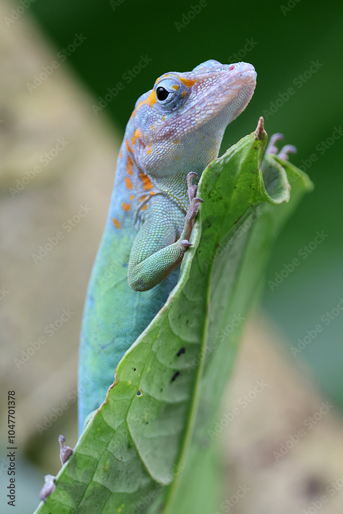 Anolis marmoratus close up on branch