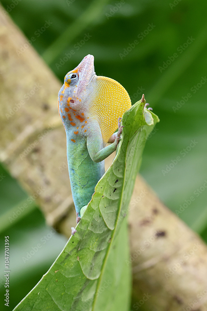 Anolis marmoratus close up on branch