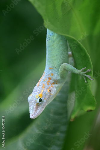 Obraz na płótnie Anolis marmoratus close up on branch w salonie
