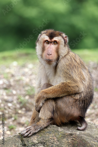 Obraz na płótnie Southern pig-tailed macaque (Macaca nemestrina) close up on blurred background w salonie
