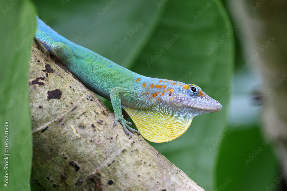 Anolis marmoratus close up on branch