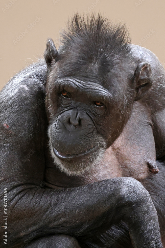 Chimpanzee (pan troglodytes) in the forest close up