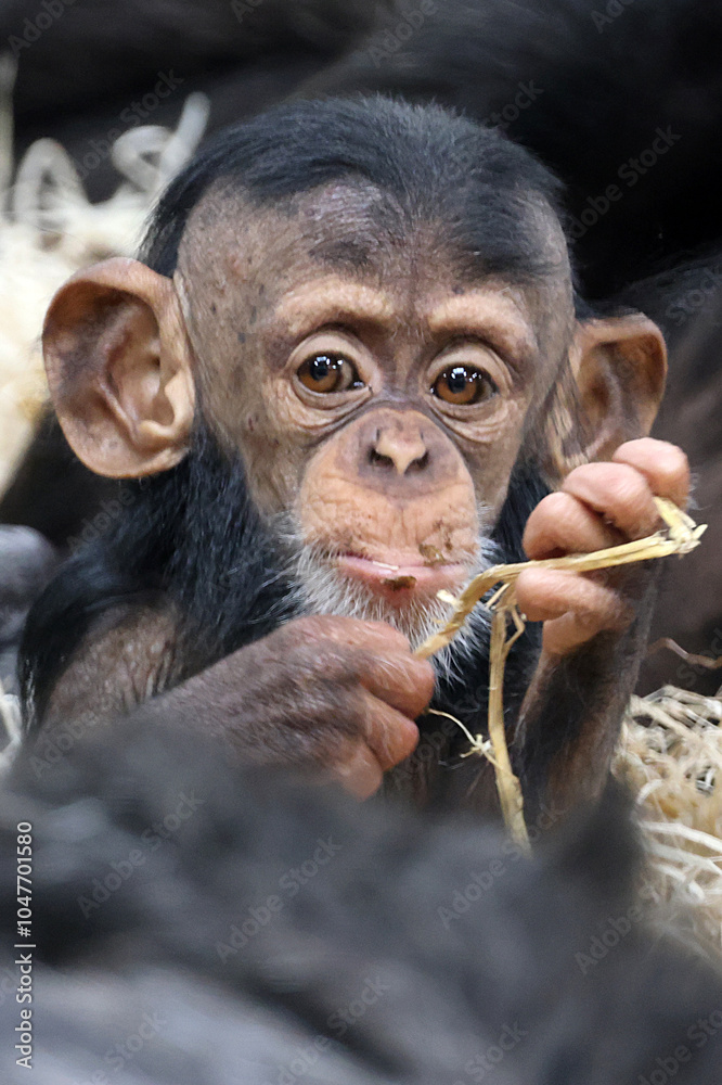 close up of a cute little chimpanzee (pan troglodytes)