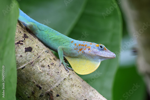 Obraz na płótnie Anolis marmoratus close up on branch w salonie