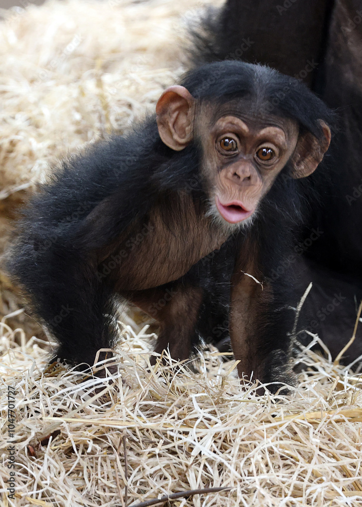 close up of a cute little chimpanzee (pan troglodytes)