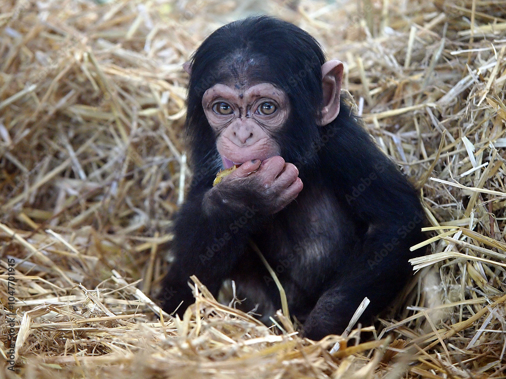 close up of a cute little chimpanzee (pan troglodytes)