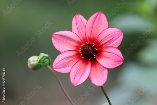 pink Dahlia flower in the garden close up