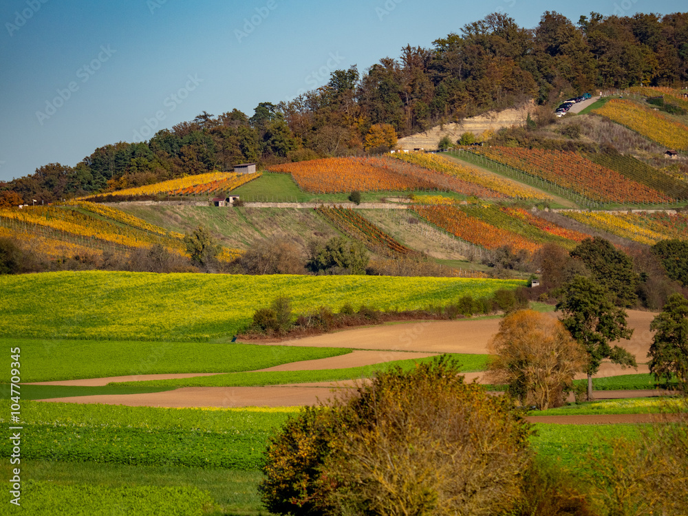 Naklejka premium Landschaft mit Weinbergen im Herbst