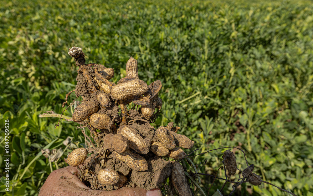 Peanut field in Osmaniye, Türkiye.