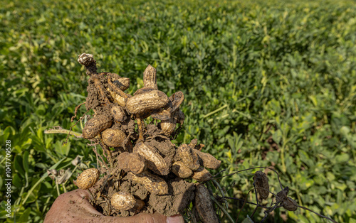 Obraz na płótnie Peanut field in Osmaniye, Türkiye. w salonie