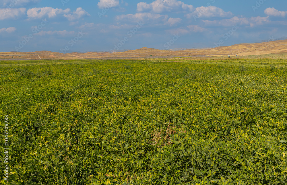 Peanut field in Osmaniye, Türkiye.