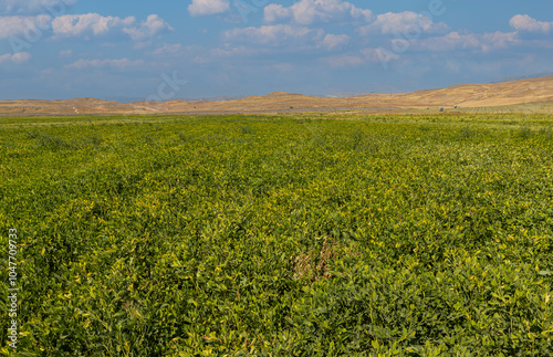 Obraz na płótnie Peanut field in Osmaniye, Türkiye. w salonie