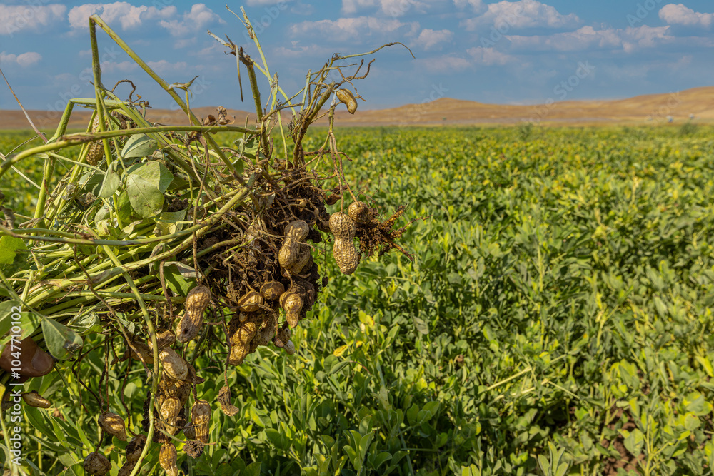 Peanut field in Osmaniye, Türkiye.