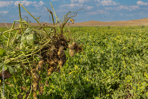 Obraz na płótnie Peanut field in Osmaniye, Türkiye. w salonie